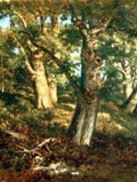 Sous-bois en forêt de Fontainebleau.