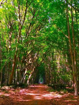 vue de forêt
