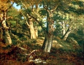 Sous-bois en forêt de Fontainebleau.
