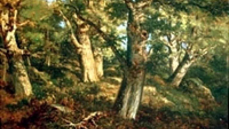Sous-bois en forêt de Fontainebleau.